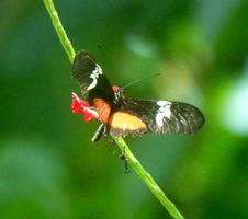 Black-winged butterfly with orange and yellow patches