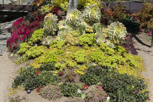 Flowers and plants in various shades of green and purple