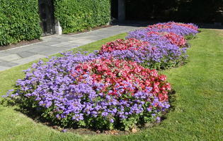 Purple and red flowers