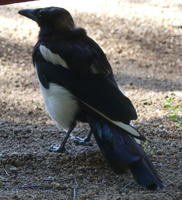 Black bird with white body and black-and-white wings