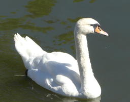 Swan in water