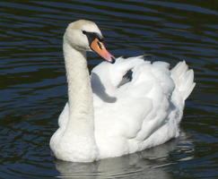 Swan floating in water