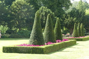 Trees trimmed to cone shape, surrounded at base by purple/red flowers