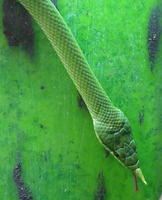 Green rhino snake showing ”horm” on head.