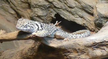 Black and white spotted lizard