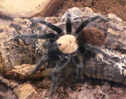 Tarantula with pink back