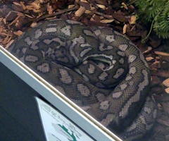 Brown snake with white spots, curled up