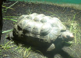 Large green-shelled turtle