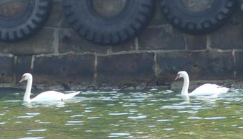 Two swans