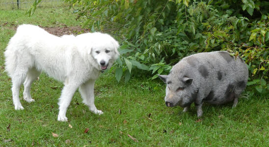 dog and pig