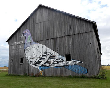 pigeon barn