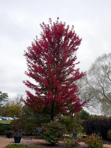 autumn colors