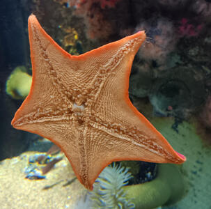 Orange starfish