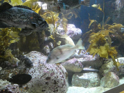 Various fish in tank, with kelp in background