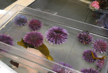 Tray with purple anemones