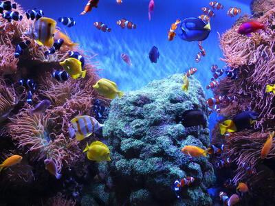 Tank with colorful tropical fish