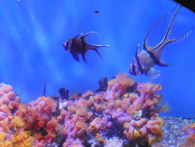 Fish with colorful coral in foreground