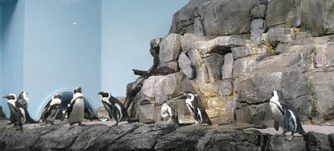 Eight penguins on a rock shelf