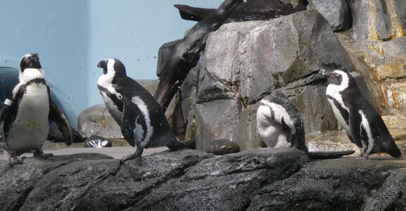 Close-up of four penguins