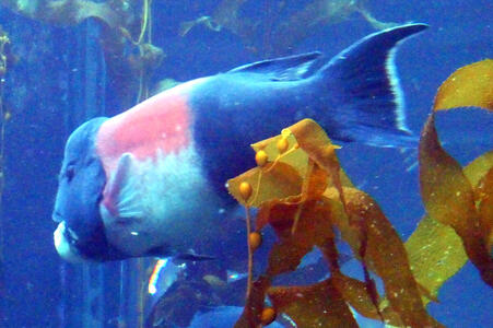 Fish with red stripe along the top of its side