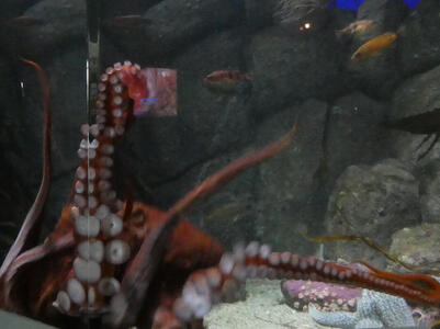 Partial view of giant octopus