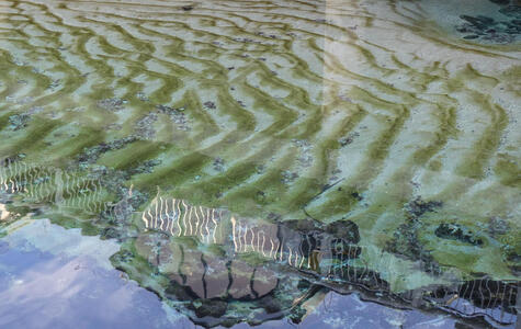 Sand with green ridges  in shallow water