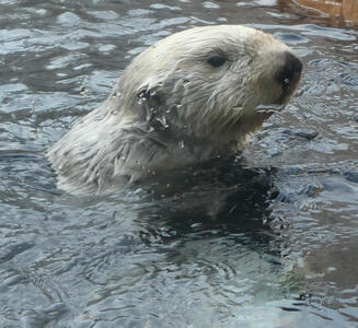 Otter with head out of water, looking to right.