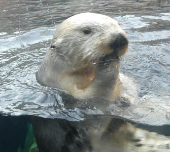 Otter with paw to its face