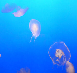 jellyfish