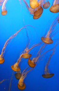 orange jellyfish