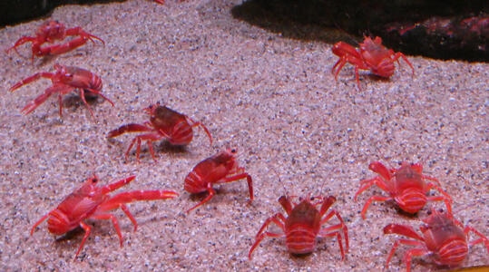 red crustaceans in sand