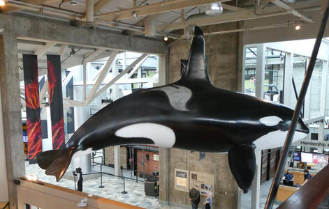 Model of orca whale hanging from ceiling