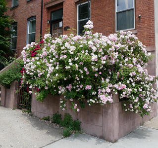 Large planter of pink and red roses