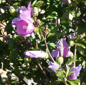 Purple flowers