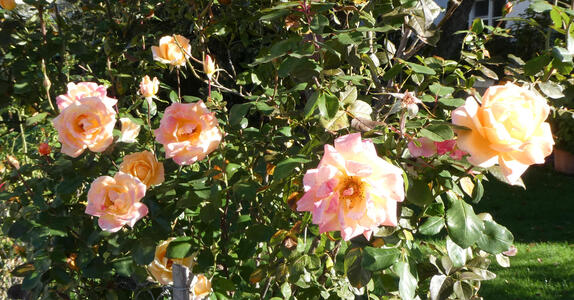 A group of peach-colored roses