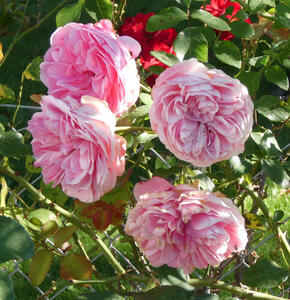 Four pink roses
