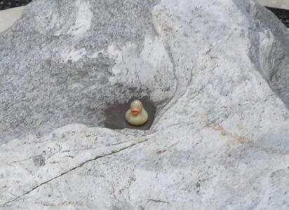Closeup of rubber duck
