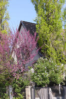 House occluded by trees